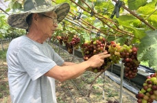 국내산 레드샤인머스켓2kg : 율스팜 당신의 농장