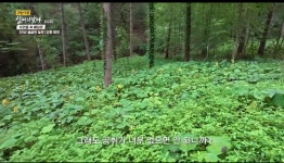 4인 기준/계곡 이용/반려동물 동반/웰컴드링크/강원 화천 산방환담 숲속 힐링 패키지 : 산방환담