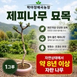 학야정매곡농장 제피나무 묘목 토종 초피 젠피 자연산 조경수 정원수 유실수 : 학야정