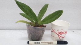 Paph.Doya Red Rose.파피오페딜럼 도야 레드 로즈.루비 or레드 와인 같은 붉은 빛깔.고급종.인기상품.신상품입고 : 오드리꽃마당