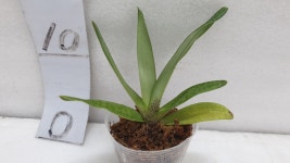 Paph.Doya Red Rose.파피오페딜럼 도야 레드 로즈.루비 or레드 와인 같은 붉은 빛깔.고급종.인기상품.신상품입고 : 오드리꽃마당