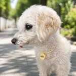 비비펫 강아지 고양이 목걸이 천연가죽 꽃 인식표 : BBPET