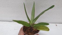 Paph.Doya Red Rose.파피오페딜럼 도야 레드 로즈.루비 or레드 와인 같은 붉은 빛깔.고급종.인기상품.신상품입고 : 오드리꽃마당
