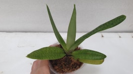 Paph.Doya Red Rose.파피오페딜럼 도야 레드 로즈.루비 or레드 와인 같은 붉은 빛깔.고급종.인기상품.신상품입고 : 오드리꽃마당
