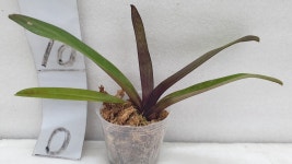 Paph.Doya Red Rose.파피오페딜럼 도야 레드 로즈.루비 or레드 와인 같은 붉은 빛깔.고급종.인기상품.신상품입고 : 오드리꽃마당