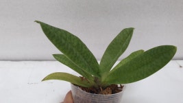 Paph.Doya Red Rose.파피오페딜럼 도야 레드 로즈.루비 or레드 와인 같은 붉은 빛깔.고급종.인기상품.신상품입고 : 오드리꽃마당