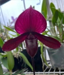 Paph.Doya Red Rose.파피오페딜럼 도야 레드 로즈.루비 or레드 와인 같은 붉은 빛깔.고급종.인기상품.신상품입고 : 오드리꽃마당