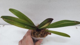 Paph.Doya Red Rose.파피오페딜럼 도야 레드 로즈.루비 or레드 와인 같은 붉은 빛깔.고급종.인기상품.신상품입고 : 오드리꽃마당