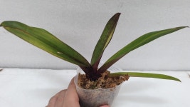 Paph.Doya Red Rose.파피오페딜럼 도야 레드 로즈.루비 or레드 와인 같은 붉은 빛깔.고급종.인기상품.신상품입고 : 오드리꽃마당