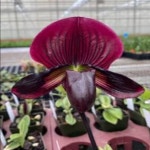 Paph.Doya Red Rose.파피오페딜럼 도야 레드 로즈.루비 or레드 와인 같은 붉은 빛깔.고급종.인기상품.신상품입고 : 오드리꽃마당