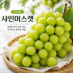 영천 산지직송 프리미엄 샤인머스켓 특품 고당도 망고포도 : 순덕이농장