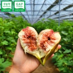 친환경 무농약 무화과 고당도 생과 홍무화과 GAP인증 산지직송 : 서기네농장