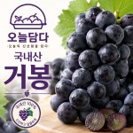 [믿음농장] 국내산 거봉 달콤한 고당도 프리미엄 포도 우리아이간식 1kg, 1개 : 오늘담다24
