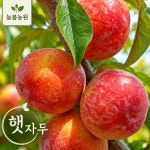 경북영천 자두 솔담 홍로센 후무사 왕자두 도담 추희 대석로얄 : 영천늘봄농원