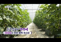 GAP 영암 무화과 달콤한 국내산 햇무화과 으뜸농장(6시내고향 출연) : 으뜸농장-The best