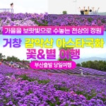 부산출발 거창 감악산 아스타국화축제  당일치기 가을 버스여행 : 서니여행사