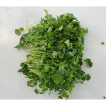 고수 500g(뿌리제거) : 백석농장