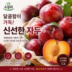 [진주청과시장ㅣ한소쿠리] 달콤상큼 자두3kg : 진주 한소쿠리
