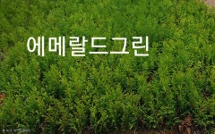 에메랄드그린 삽목 털이목 1년생 / 조경수 묘목 : 늘봄나무농원
