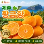 [믿음농장] 제주 황금향 프리미엄 고당도 감귤 산지직송 선물용 가정용 대과, 3kg, 1개 : 오늘담다24