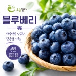 [믿음농장] 신선한 블루베리 생과 고당도 블루베리 과일 아이간식 125g, 4개 : 오늘담다24