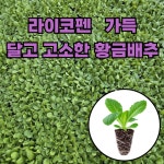 김장배추 황금배추모종 속노란배추 21구 / 49구 / 105구 : 신농농약사