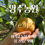 양수농원 2026 원황 첫 출하 예약판매 7kg 8월 20일 발송 시작 : 에이치 에프앤비
