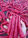 26년 첫물햇고추가루 한근 540g(안매운맛) 540g, 1개 : 대호농장1