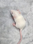 냉동 래트 하퍼 10+1 (30g~59g) : 파충류 먹이창고