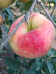홍로사과  5kg 15~16과 : 약수골 농장