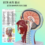 인체모형 해부학모델 머리 두상 분포 교육용 실습용 정중시상면 근육 뇌 교구 : 퍼니굿몰