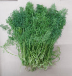 딜 (향채 Dill ) : 백석농장