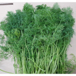 딜 (향채 Dill 여린줄기 )500g : 백석농장