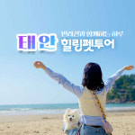 [반려견펫투어 + 중식] 2026 태안 댕댕해변 운동회 태안꽃지해수욕장 + 안면암 하루여행 : 로망스투어