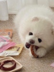 [NO수제간식]주베베 고기도나쓰(연어)S 황태 토핑 1개입 : 멍금님밥상