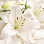 조향베이스 화이트릴리 500ml White Lily 조향 원료 재료 오일 아이리스캔들 : 아이리스캔들