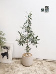 [자가수정] 열매 달리는 올리브나무 피쿠알 80cm 은은한 빛을 머금은 실버그린 잎, 자연스럽게 뻗어가는 가지. : 대전세종 봄소리화원
