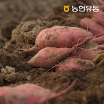 [세종대왕농협] 여주 햇 밤고구마 퍽퍽한 고구마 진율미 산지직송 10kg, 1개 : 농협유통