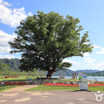 [상품권] 백암산케이블카 + 산소길 트레킹 + 화천전통시장 + 거례리수목공원사랑나무 하루 : 로망스투어