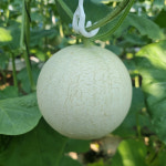 설빙 춘천 하니원 멜론 선물세트 2.6kg이상 (1.3kg이상 2수) [고객 수령 가능일 : 9월 9일~19일 ] : 설빙몰