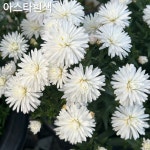 아스타 국화 3호분 : 국화전문 동원농장