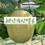 고당도 천안 수신 설원 스타 멜론 5kg : 상훈이집
