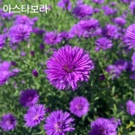 아스타 국화 3호분 : 국화전문 동원농장