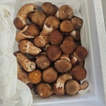 국내산 참송이버섯 무농약 농장직송 1kg, 500g 선물용, 가정용, 일반용, 파지 : 형재 참송이버섯 농수산물