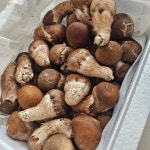 국내산 참송이버섯 무농약 농장직송 1kg, 500g 선물용, 가정용, 일반용, 파지 : 형재 참송이버섯 농수산물
