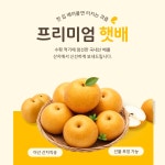 배 선물세트 : 체리마미농장