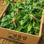 남해 해풍으로키운 싱싱한 시금치 보물초 1kg : 남해상회