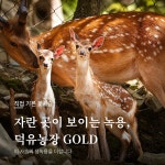 덕유농장 흑염소진액 엑기스 염소즙 녹용 흑염소농장 자연방목 프리미엄 GOLD 110ml 20포 : 영천 덕유농장
