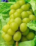 안성 샤인머스캣 4kg 18브릭스 GAP 신구포도농원 산지직송 : 신구농장