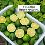 제주 청귤, 노지감귤 준이네귤농장 직배송 17년 단골 선택 : 제주귤농장 귤향기